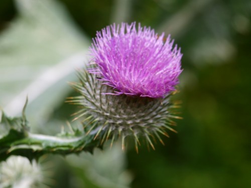 Fiore nelle campagne di Edinburgo Fiore nelle campagne di Edinburgo