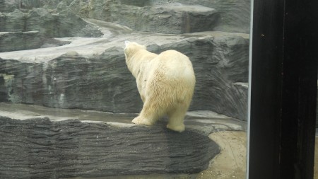 Praga Orso Bianco allo Zoo Praga Orso Bianco allo Zoo