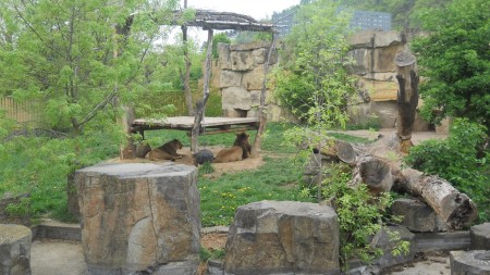 Praga Leoni allo Zoo Praga Leoni allo Zoo