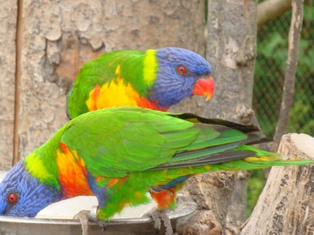 Praga coppia di Pappagalli allo Zoo Praga coppia di Pappagalli allo Zoo
