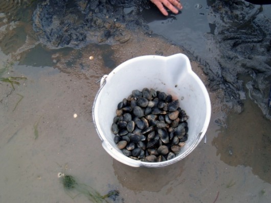Fango orribile ma vongole sublimi al Passage du Gois