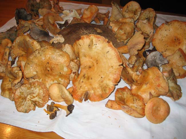 lactarius deliciosus lactarius deliciosus