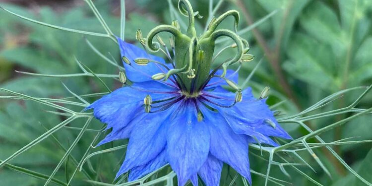 “Aperti per ferie”: al riparo dalla calura estiva agli Orti Botanici della Lombardia