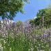 Estate in natura: aperti anche ad agosto gli Orti botanici della Lombardia