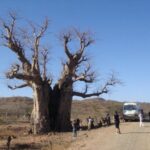 Albero caratteristico a Sekota