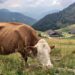 Zoncolan da vivere: esperienze ed escursioni per tutti i gusti fra i monti della Carnia