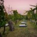 Domenica 13 pic nic in vigna con la Cantina Terre De’ Trinci e Tessera Turit!