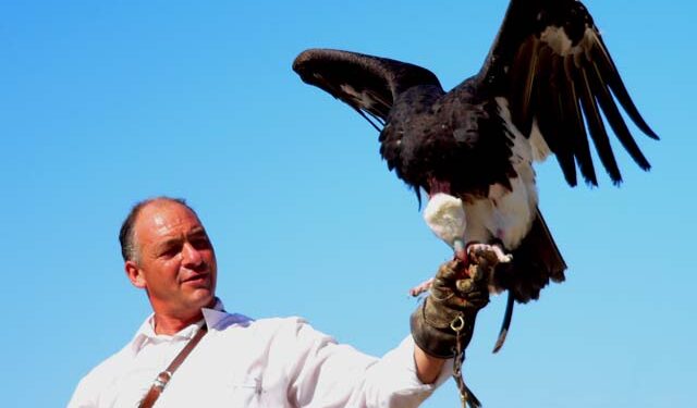Addestratore falconiere