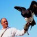Addestratore falconiere