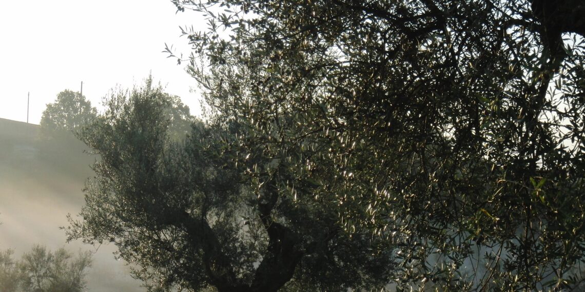 Nuova Convenzione Tessera Turit con l’Azienda Agricola lone Zobbi (VT)