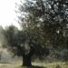 Nuova Convenzione Tessera Turit con l’Azienda Agricola lone Zobbi (VT)