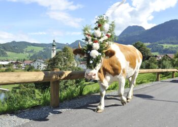Autunno in Tirolo: la transumanza è un appuntamento per un imperdibile viaggio nel tempo