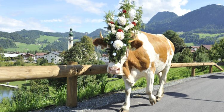 Autunno in Tirolo: la transumanza è un appuntamento per un imperdibile viaggio nel tempo