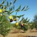 “QOCO – Un Filo d’Olio nel Piatto”: il 27 e 28 febbraio Andria (BA) diventa la capitale dell’olio