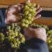 DiVinNosiola, l’evento che celebra il Vino Santo Trentino DOC del Garda Trentino