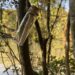 Domenica 24 aprile nei Boschi di Carrega (PR) caccia al tesoro (ecologico)