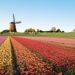 Campo di tulipani in Olanda
