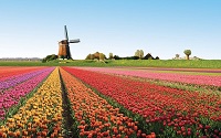Campo di tulipani in Olanda