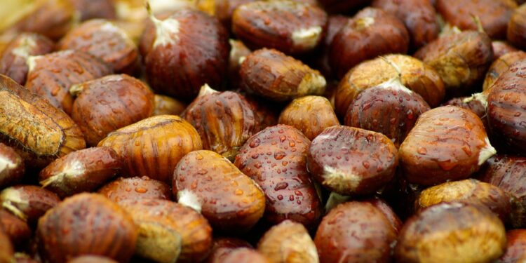 Castanea Expo: dal 12 al 14 dicembre a Firenze la prima fiera nazionale della castanicoltura