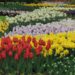 Primavera in Olanda con Turit e Avventuriamoci.com