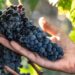 Nuova Convenzione Tessera Turit con De Quarto Vitivinicoltori (TA)
