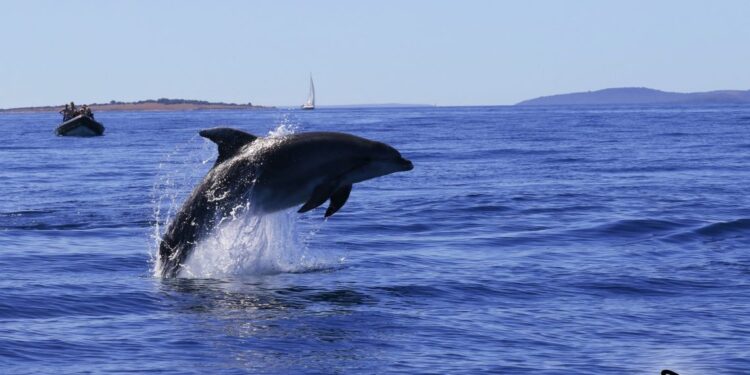 Dolphin-Watching-Tour