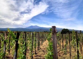 Nuova Convenzione Tessera Turit con Emilio Sciacca Etna Wine (CT)
