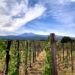 Nuova Convenzione Tessera Turit con Emilio Sciacca Etna Wine (CT)