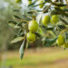 Frantoi in Festa: dal 2 al 5 giugno la festa dell’olio e della biodiversità in Tuscia