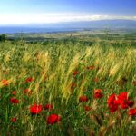 Fiori sul Pollino