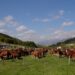 A Cantiano (PU) l’8 e il 15 ottobre si festeggia il cavallo