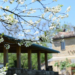 Nuova Convenzione Tessera Turit con l’Azienda Agricola D’Alessio (Staffolo – AN)