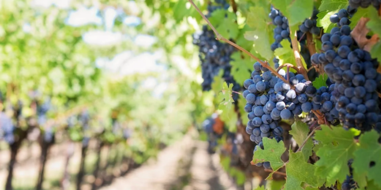 Lisbona per wine lovers: tappe, curiosità e attività da non perdere