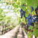 Lisbona per wine lovers: tappe, curiosità e attività da non perdere