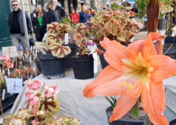 Livorno in fiore: dal 4 al 6 aprile l’evento di Pasqua con la floricoltura e del florovivaismo