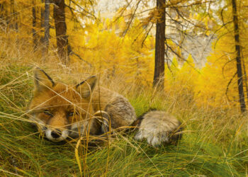 “Selvatica, Arte e natura in Festival”: a Biella una spettacolare mostra fotografica