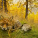 “Selvatica, Arte e natura in Festival”: a Biella una spettacolare mostra fotografica