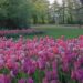 “Messer Tulipano”: al Castello di Pralormo (TO) arriva la primavera dal 29 marzo