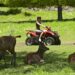 Mauritius: Alla scoperta dei Domaine Coloniali