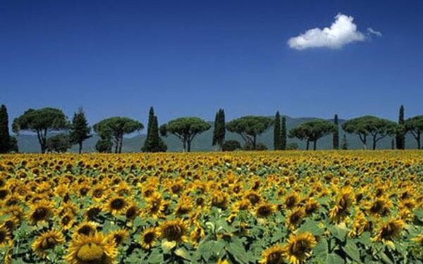 Maremma