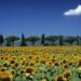 Maremma