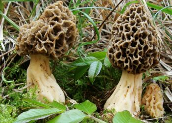 Funghi del Montalbano