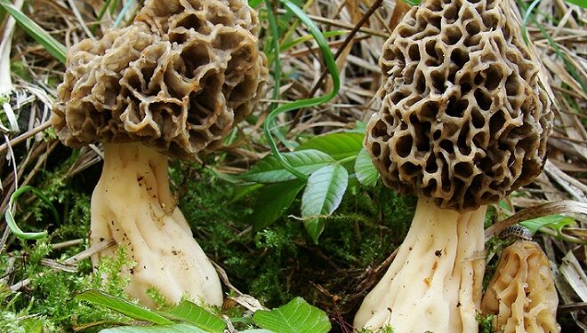 Funghi del Montalbano