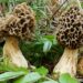 Funghi del Montalbano