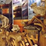 Negozio di abbigliamento con animali imbalsamati