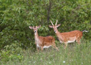 Sull’Appennino Pistoiese riapre Oasi Dynamo, la riserva naturale affiliata al WWF