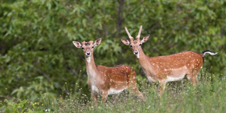 Sull’Appennino Pistoiese riapre Oasi Dynamo, la riserva naturale affiliata al WWF