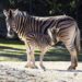 Il Parco Zoo di Falconara (AN) inaugura la stagione 2022 con un nuovo arrivato!