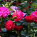 Perugia Flower Show: il 24 e 25 maggio il meglio del vivaismo e dell’artigianato italiano