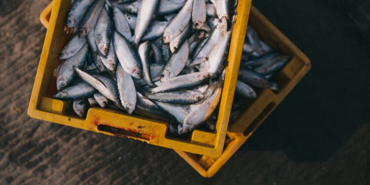 A Piazza Mastai a Roma la prima edizione di “Pesce in piazza”
